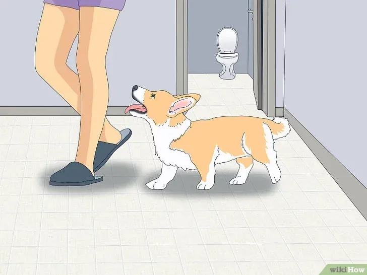 Why Do Dogs Follow You to the Bathroom?